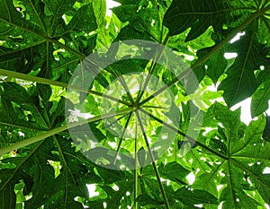 Green leaves pattern,leaf papaya tree in the forest for nature background