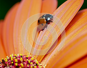 Ladybug on Orange Gerbera Daisy