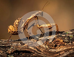 The beauty of the form of self defense Dead Leaf Mantis, Dead Leaf Mantis on wood