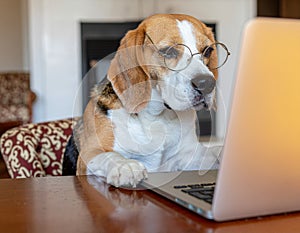 Beagle Working on Laptop