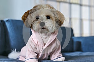 Havanese ready to go to bed