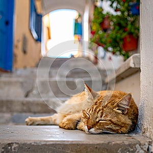 a cat sleeping on the steps