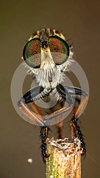 Beautiful Robber Fly - Close-Up of the beautiful Robber Fly (selective Focus)