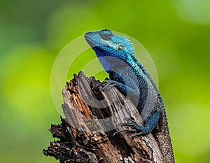 Blue-crested Lizard on tree with green background.