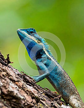 Blue-crested Lizard on tree with green background.