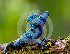 Blue-crested Lizard on tree with green background.