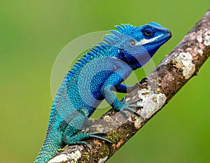 Blue-crested Lizard on tree with green background.
