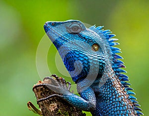 Blue-crested Lizard on tree with green background.