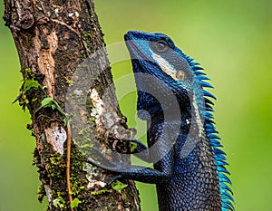 Blue-crested Lizard on tree with green background.
