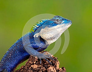 Blue-crested Lizard on tree with green background.