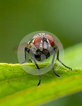 Small muscidae fly resting on a green leaf under a blurred green background