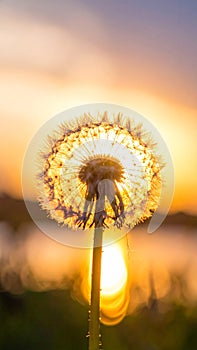Dandelion backlighted by the sun. close up