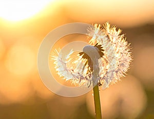 Dandelion backlighted by the sun. close up