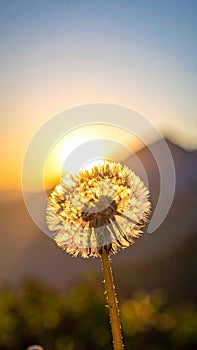 Dandelion backlighted by the sun. close up