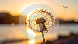 Dandelion backlighted by the sun. close up