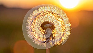 Dandelion backlighted by the sun. close up