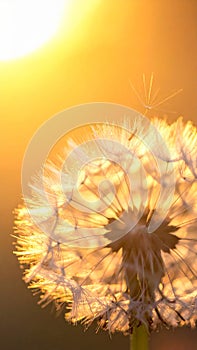 Dandelion backlighted by the sun. close up