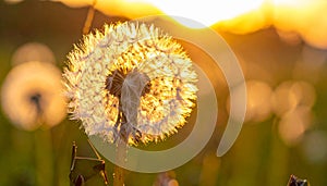 Dandelion backlighted by the sun. close up