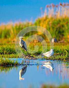Water and birds. Wetland and waterfowls. Colorful nature background.