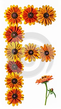 illustration of isolated alphabet F for flower on white background