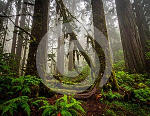 Washington misty woods