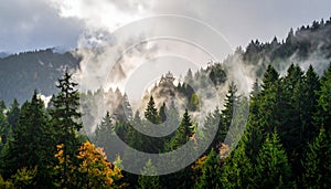 Washington misty woods