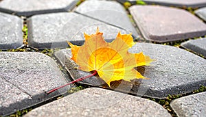 Yellow maple leaf on a background of stone tiles. On the paving stones lies a fallen