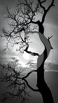 Silhouette of branch for horror feeling