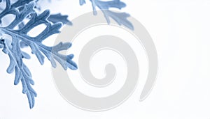 Dusty Miller Leaves Corner