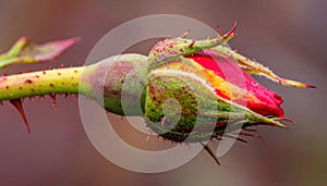 Rose Bud with Thorns