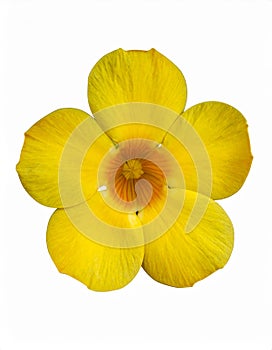 Yellow hand-dawn flower bud element