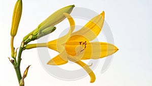 Yellow hand-dawn flower bud element