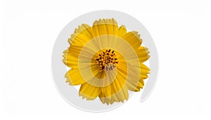 Yellow hand-dawn flower bud element