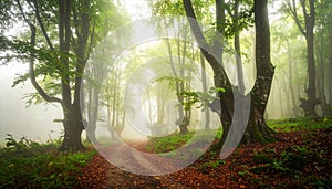 Misty forest path lined with tall, slender trees, likely beech (Fagus sylvatica), on either side.