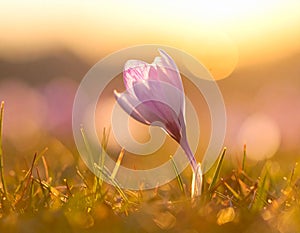 isolated crocus flower in a grass field as the first sign of spring