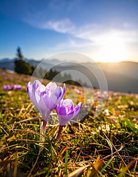 isolated crocus flower in a grass field as the first sign of spring