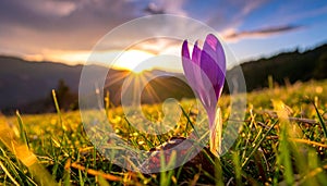 isolated crocus flower in a grass field as the first sign of spring