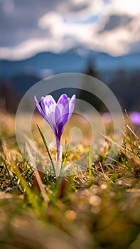 isolated crocus flower in a grass field as the first sign of spring