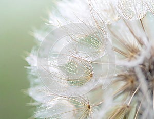 Close up of seeds of dendelion flower. White fluffy seed head of eight thousand seeds
