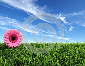High resolution 3d green grass over a blue sky banner with white clouds as background