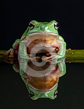 Dumpy frog reflections in water, Tree frog