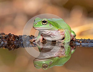 Dumpy frog reflections in water, Tree frog