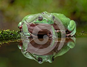 Dumpy frog reflections in water, Tree frog