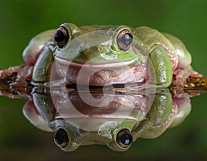 Dumpy frog reflections in water, Tree frog