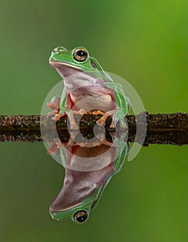 Dumpy frog reflections in water, Tree frog
