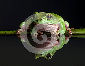 Dumpy frog reflections in water, Tree frog