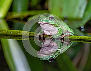 Dumpy frog reflections in water, Tree frog