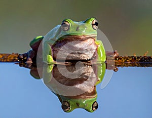 Dumpy frog reflections in water, Tree frog