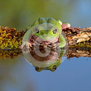 Dumpy frog reflections in water, Tree frog