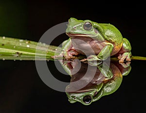 Dumpy frog reflections in water, Tree frog